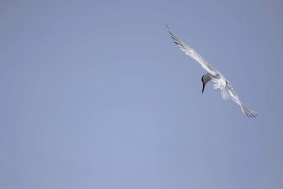 Low angle view of bird flying against clear sky