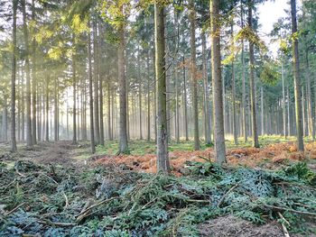 Trees growing in forest