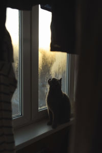 Cat looking through window at home