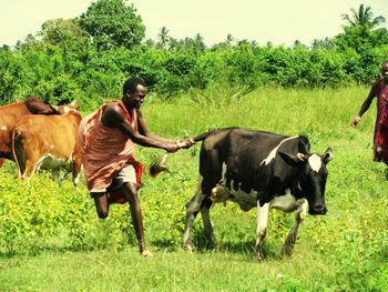 Masai pulling cow tail on grassy field