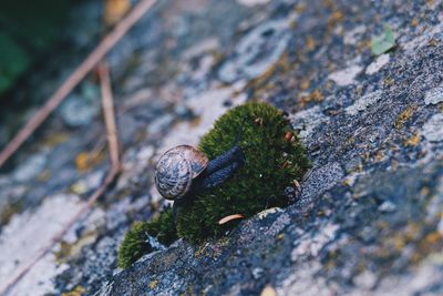 Close-up of lizard on rock