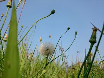 Close-up of plants growing on field