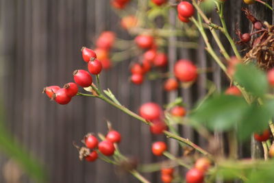 Close-up of red berries growing on tree