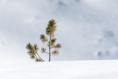 Low angle view of branch against sky