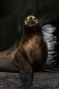 Close-up of sea lion