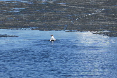 Bird swimming in sea