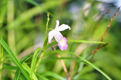 Close-up of purple flowering plant