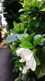 Close-up of white flowers blooming outdoors