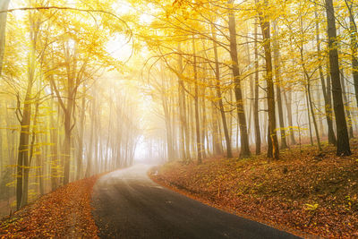 Road amidst trees in forest during autumn