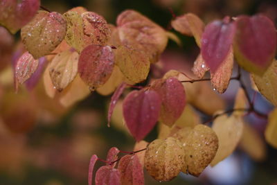 Close-up of raindrops on pink flowers