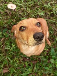 High angle portrait of a dog on field