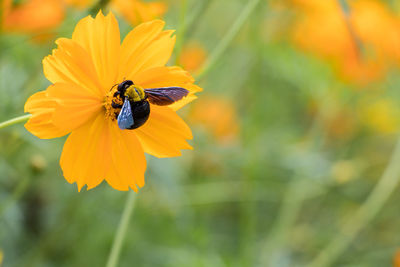 Close-up of bee pollinating on flower