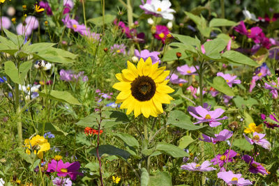 Close-up of yellow flowers blooming on field