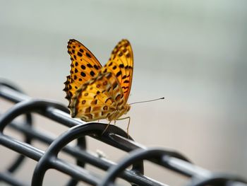 Close-up of butterfly pollinating flower