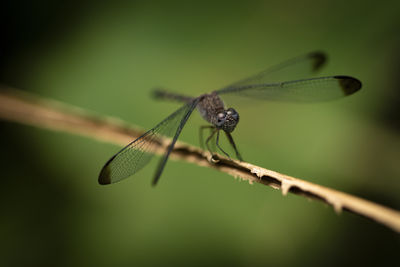 dragonflies and damseflies