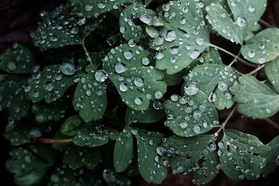 Close-up of water drops on leaves