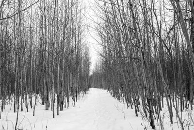 Trees on snow covered landscape