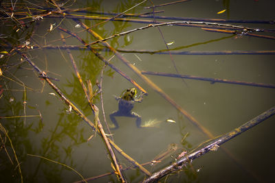 Close-up of birds perching on a tree