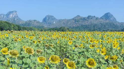 Yellow flowers growing in field