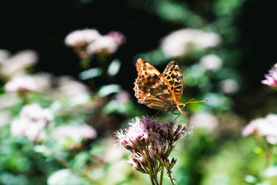 Close-up of butterfly on purple flower