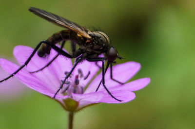 Close-up of insect on purple flower