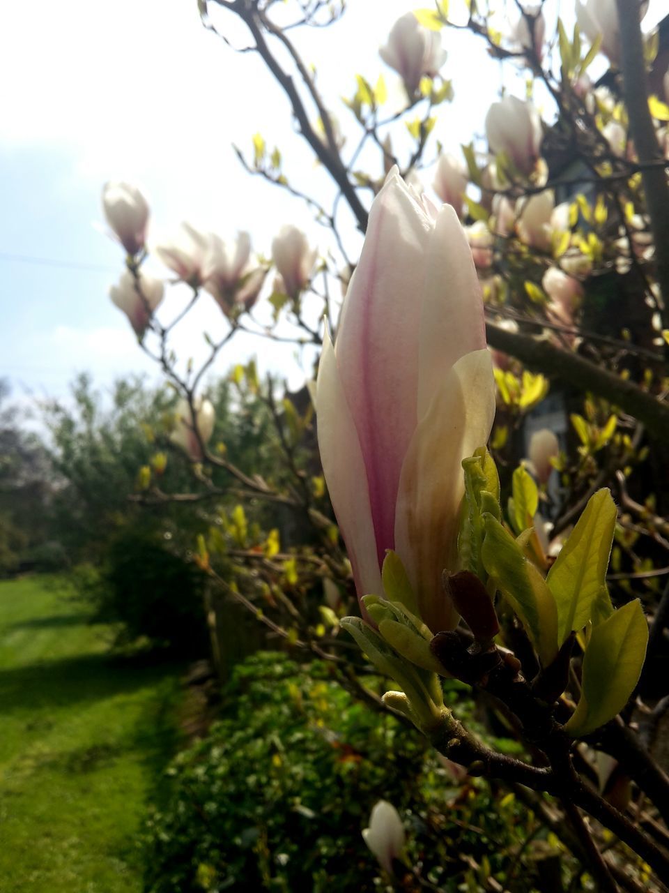 flower, growth, freshness, tree, petal, fragility, white color, branch, beauty in nature, focus on foreground, nature, leaf, flower head, close-up, blossom, blooming, in bloom, low angle view, plant, bud