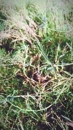 Close-up of plants growing in field