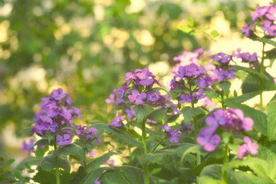 Close-up of pink flowering plants