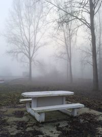 Bench by bare trees in fog