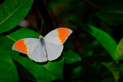 Close-up of butterfly pollinating flower