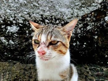 Close-up portrait of a cat