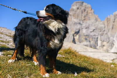 Dog looking away on field