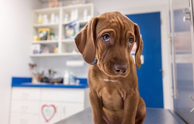 Portrait of dog in vet's office