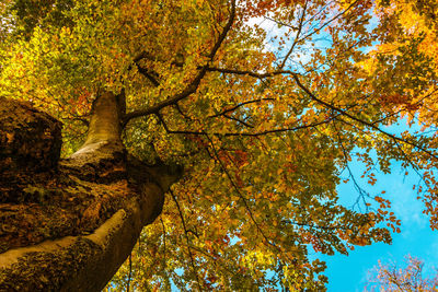 Low angle view of trees in forest during autumn