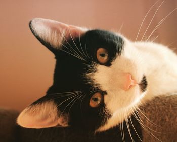 Close-up portrait of a cat