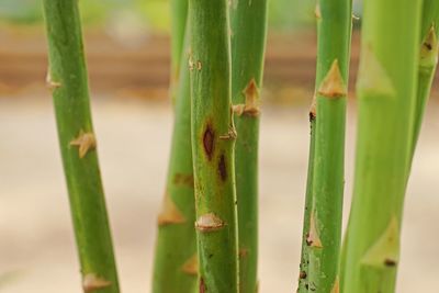 Close-up of bamboo plant