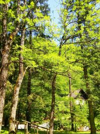 Low angle view of trees