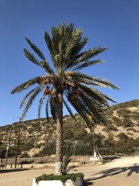 Palm tree against clear sky