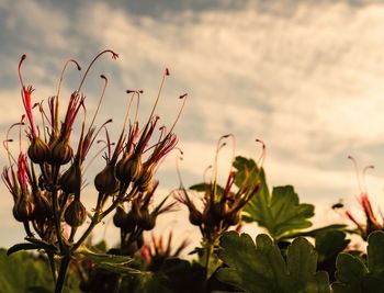 Close-up of flowering plants against sky