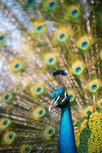 peacock