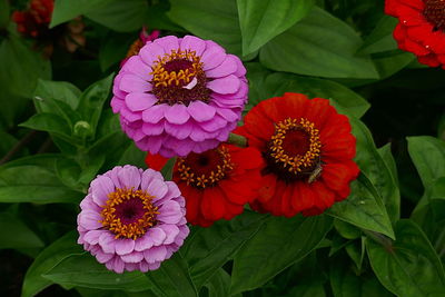 Close-up of lotus and red flowering plant