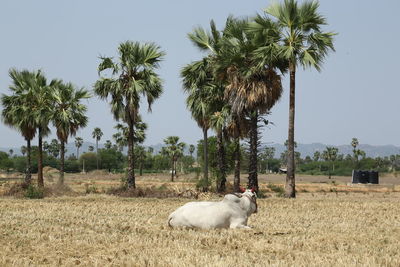 Sheep in a field