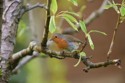 Close-up of bird perching on tree