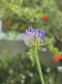 Close-up of purple flowering plant