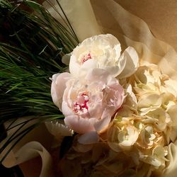 Close-up of pink rose