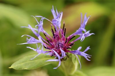 Close-up of purple flowering plant