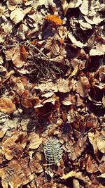 Full frame shot of dry leaves