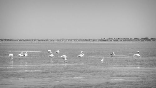 Flock of birds in lake against clear sky