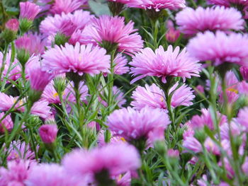 Close-up of pink flowering plants