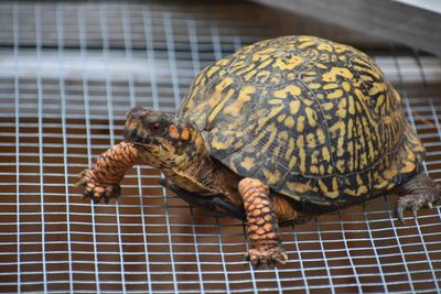 Close-up of a turtle in cage